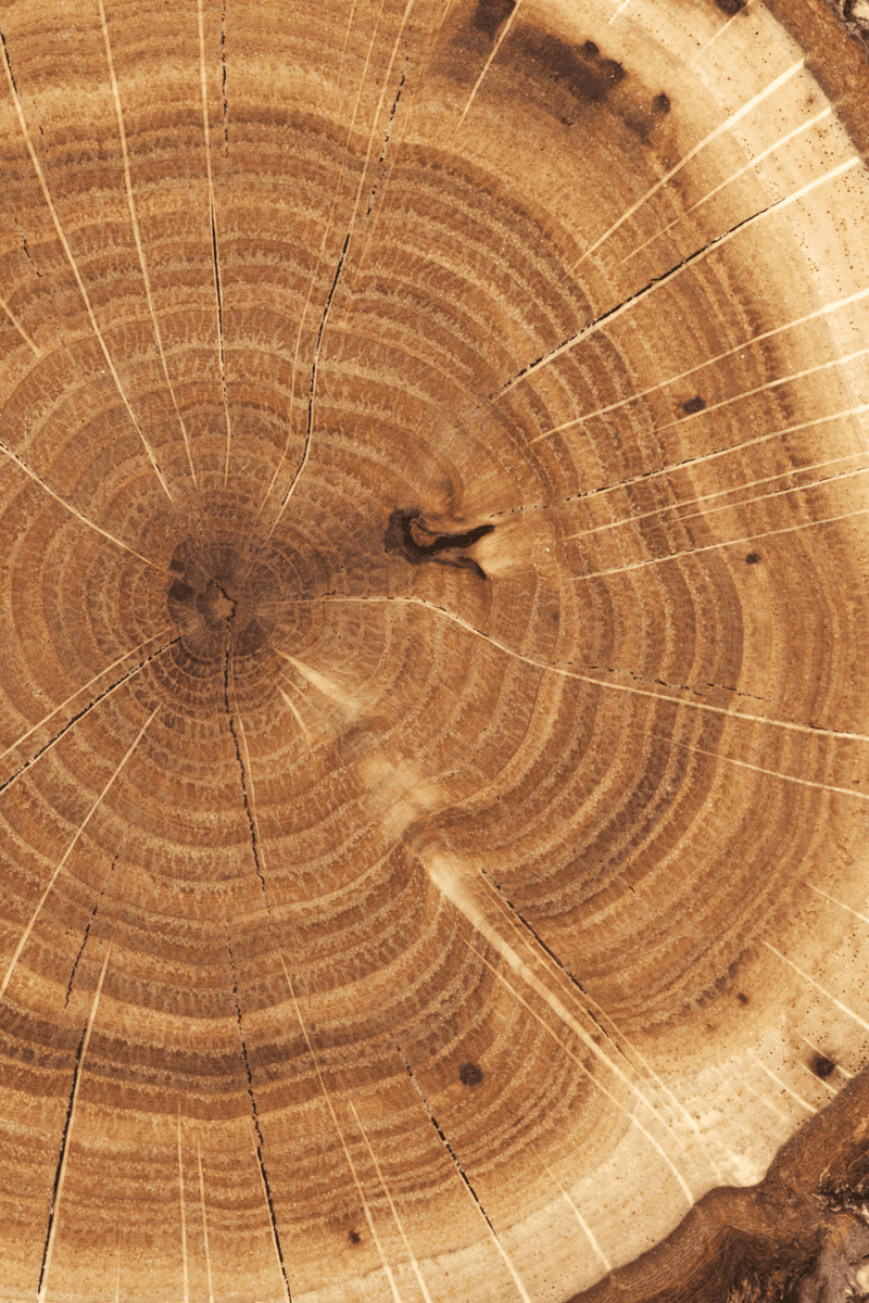 gid://shopify/MediaImage/37245939974452